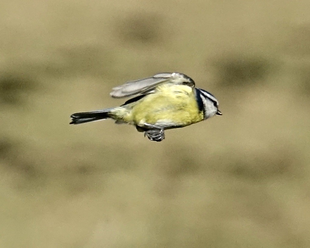 blue tit